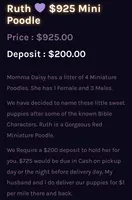 Ruth 💜, a female Poodle - Miniature  for sale in Meta, MO – Photo 7 of 10