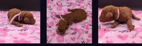 Ruth 💜, a female Poodle - Miniature  for sale in Meta, MO – Photo 5 of 10