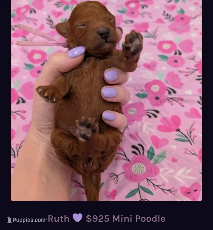 Ruth 💜 – Poodle - Miniature  puppy for sale in Meta, MO