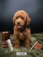 Abel 🤎, a male Poodle - Miniature  for sale in Meta, MO – 2 of 10