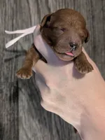 Bo Peep 🩷, a female Poodle - Miniature  for sale in Meta, MO – 8 of 10