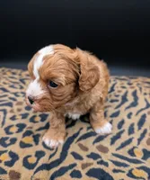 Jaxin 🩵, a male Cavapoo for sale in Meta, MO – 4 of 10