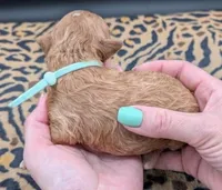 Linus 💚, a male Poodle - Toy  for sale in Meta, MO – 1 of 10