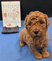 Pompadour 🖤, a male Poodle - Miniature  for sale in Meta, MO – 2 of 10