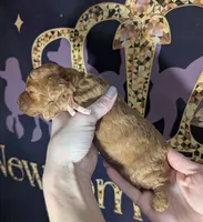 Pixie 🩷, a female Poodle - Miniature  for sale in Meta, MO – 7 of 10