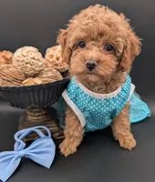 Betty 🩵, a female Poodle - Toy  for sale in Meta, MO – 3 of 10