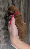 Raspberry 🩷, a female Poodle - Toy  for sale in Meta, MO – 4 of 10