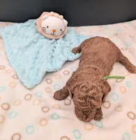 Rex 🦖, a male Poodle - Miniature  for sale in Meta, MO – 2 of 10