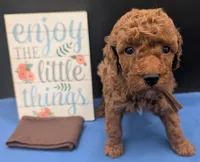 All Spice 🤎, a male Poodle - Toy  for sale in Meta, MO – 8 of 10