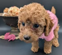 Raspberry 🩷, a female Poodle - Toy  for sale in Meta, MO – 5 of 10