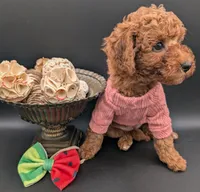 Watermelon 🍉, a female Poodle - Toy  for sale in Meta, MO – 6 of 10