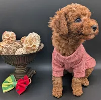 Watermelon 🍉, a female Poodle - Toy  for sale in Meta, MO – 5 of 10