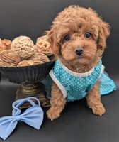 Betty 🩵, a female Poodle - Toy  for sale in Meta, MO – 5 of 10