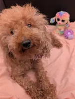 Scarlet Retired AKC Registered , a female Poodle - Miniature  for sale in Meta, MO – 8 of 10