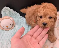 Bamm Bamm 🧡, a male Poodle - Toy  for sale in Meta, MO – 9 of 10