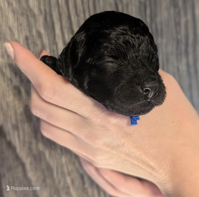 Mufasa 💙 – Poodle - Miniature  puppy for sale in Meta, MO