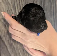 Mufasa 💙, a male Poodle - Miniature  for sale in Meta, MO – 1 of 10
