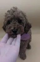 Britney Spears 💜, a female Poodle - Miniature  for sale in Meta, MO – Photo 2 of 10