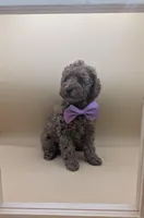 Britney Spears 💜, a female Poodle - Miniature  for sale in Meta, MO – Photo 7 of 10