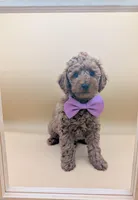 Britney Spears 💜, a female Poodle - Miniature  for sale in Meta, MO – Photo 9 of 10