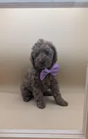 Britney Spears 💜, a female Poodle - Miniature  for sale in Meta, MO – Photo 1 of 10