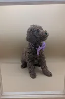 Britney Spears 💜, a female Poodle - Miniature  for sale in Meta, MO – Photo 8 of 10