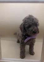 Britney Spears 💜, a female Poodle - Miniature  for sale in Meta, MO – Photo 6 of 10