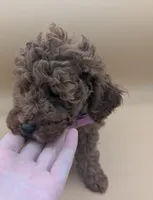 Britney Spears 💜, a female Poodle - Miniature  for sale in Meta, MO – Photo 3 of 10