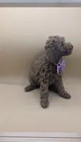 Britney Spears 💜, a female Poodle - Miniature  for sale in Meta, MO – Photo 10 of 10