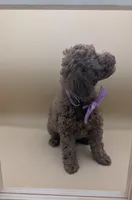 Britney Spears 💜, a female Poodle - Miniature  for sale in Meta, MO – Photo 4 of 10