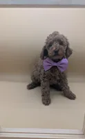 Britney Spears 💜, a female Poodle - Miniature  for sale in Meta, MO – Photo 5 of 10