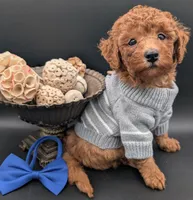 Blueberry 🫐, a male Poodle - Toy  for sale in Meta, MO – 4 of 10