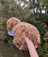 Betty 🩵, a female Poodle - Toy  for sale in Meta, MO – 5 of 10