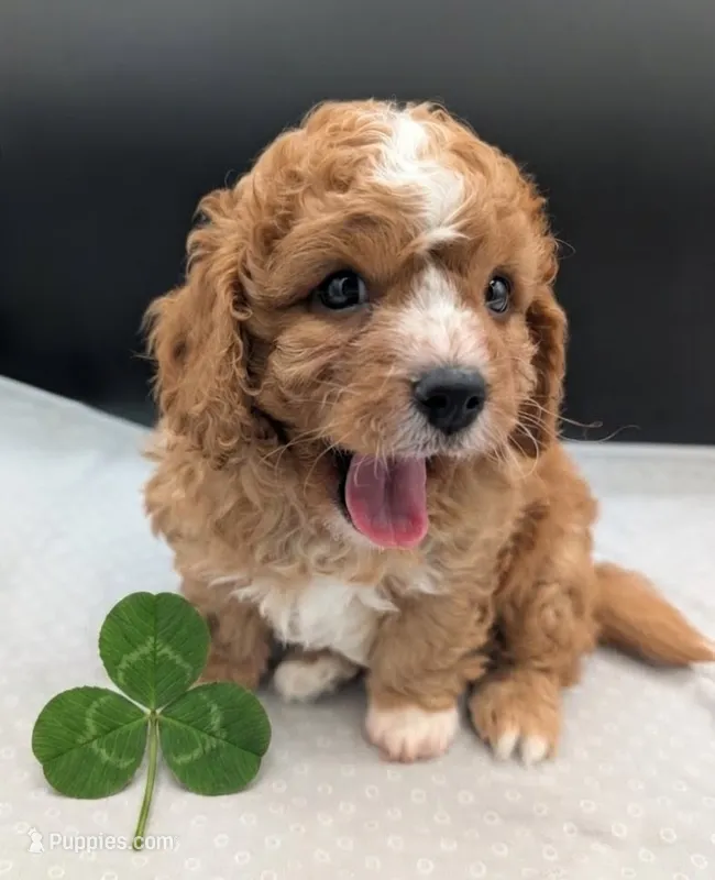 Nathan 🩶 – Cavapoo puppy for sale in Meta, MO
