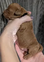 Pompadour 🖤, a male Poodle - Miniature  for sale in Meta, MO – 9 of 10
