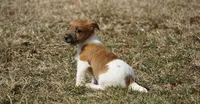 "Rooster", a male Jack Russell Terrier for sale in Koshkonong, MO – Photo 1 of 7