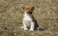 "Rooster", a male Jack Russell Terrier for sale in Koshkonong, MO – Photo 2 of 7