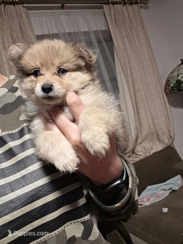 Merle boy not papered – Pomeranian puppy for sale in Inverness, FL