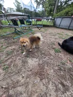 Milkshake, a male Pomeranian for sale in Inverness, FL – 2 of 4
