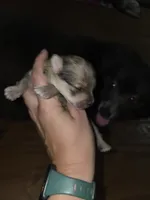 Merle boy not papered, a male Pomeranian for sale in Inverness, FL – 4 of 6
