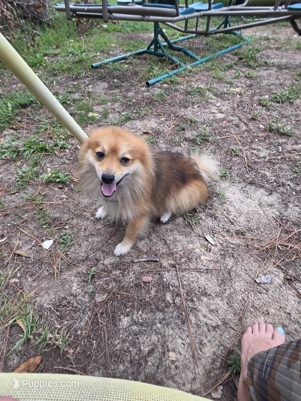 Milkshake – Pomeranian puppy for sale in Inverness, FL