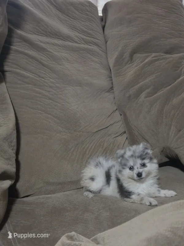 Merle girl not papered – Pomeranian puppy for sale in Inverness, FL