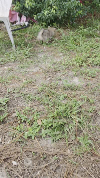 Boy pomeranian , a male Pomeranian for sale in Inverness, FL – 9 of 10