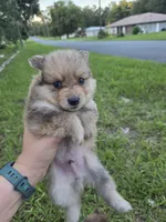 Merle boy not papered, a male Pomeranian for sale in Inverness, FL – 2 of 6