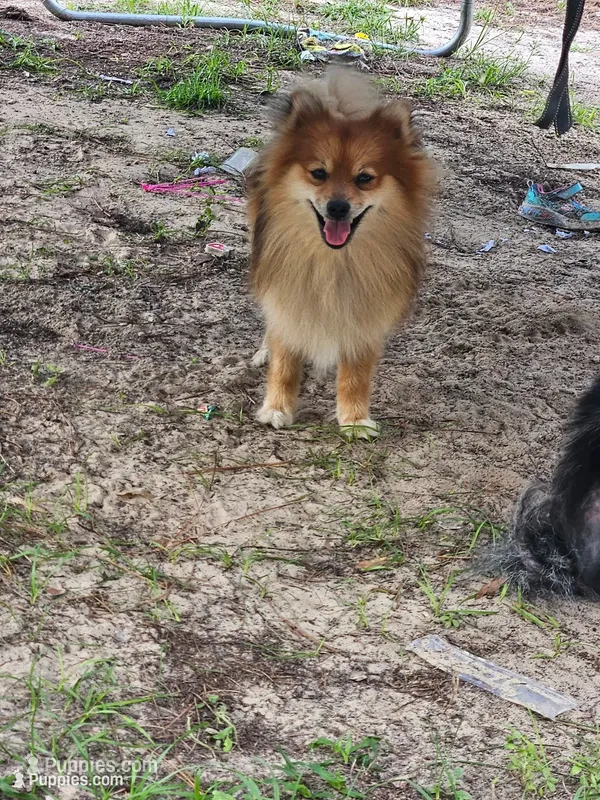 Milkshake – Pomeranian puppy for sale in Inverness, FL