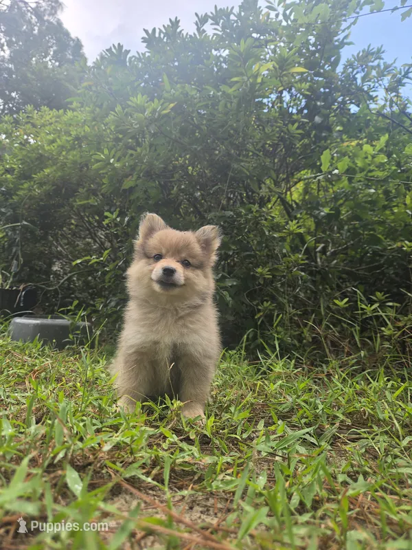 Merle boy not papered – Pomeranian puppy for sale in Inverness, FL