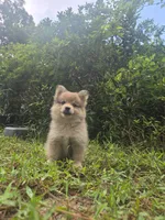 Boy pomeranian , a male Pomeranian for sale in Inverness, FL – 1 of 10