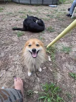 Milkshake, a male Pomeranian for sale in Inverness, FL – 4 of 4