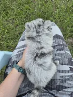 Merle girl not papered, a male Pomeranian for sale in Inverness, FL – 5 of 5