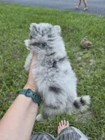 Merle girl not papered, a male Pomeranian for sale in Inverness, FL – 3 of 5